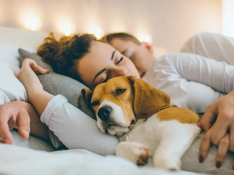 Yêu đương với đàn ông nuôi thú cưng an toàn, ổn định.