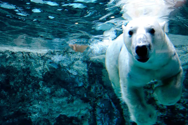 polar bear-du lich tu tuc nhat ban-elle man-1119