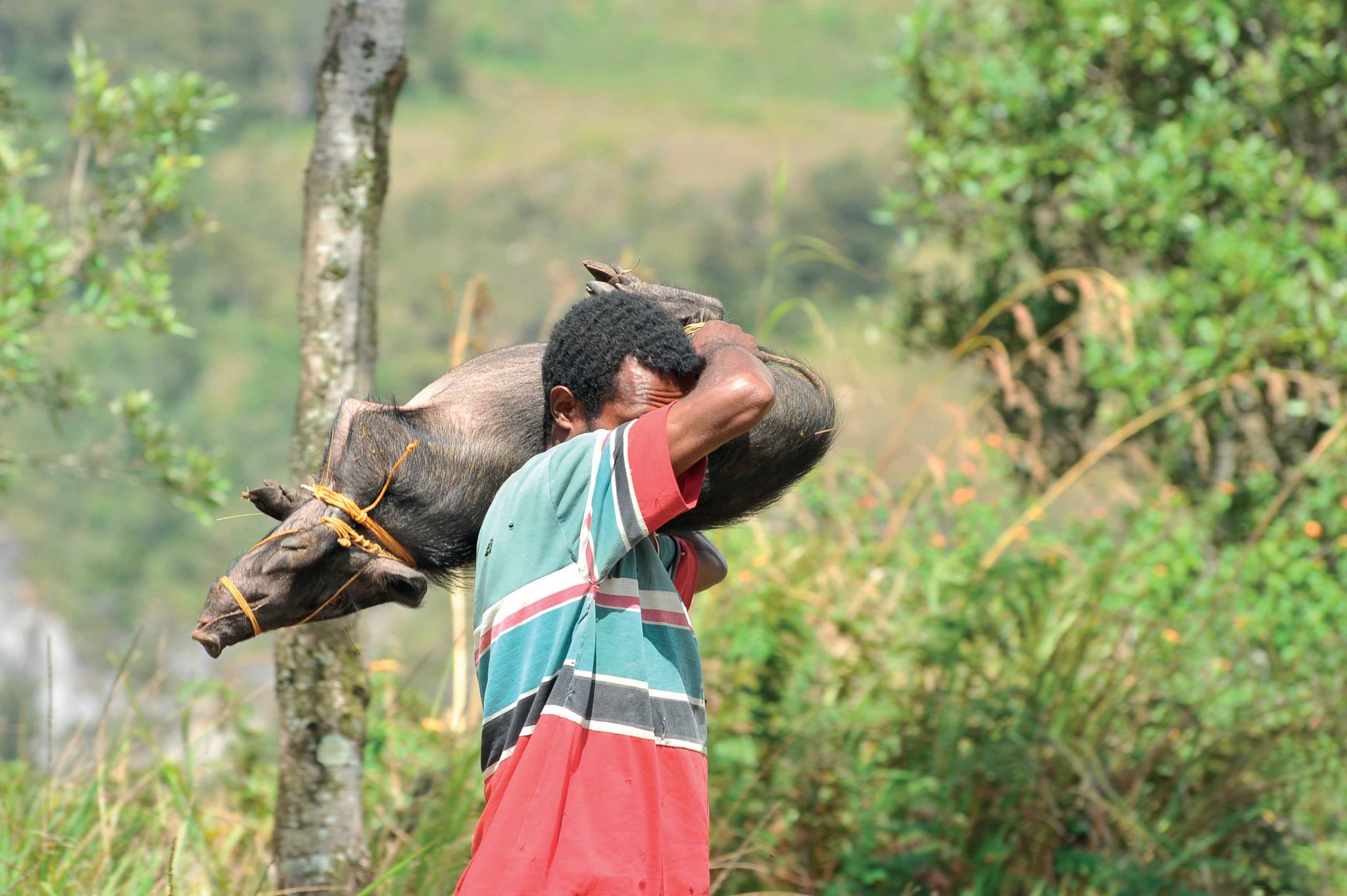 cư dân thung lũng Baliem, Indonesia cư dân thung lũng Baliem, Indonesia