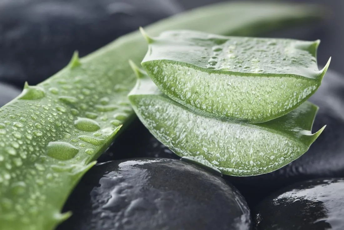 Sử dụng nha đam khi bạn có vết bỏng dao cạo