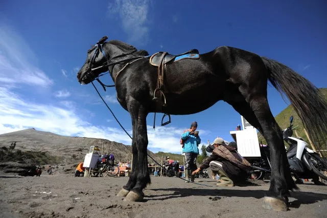 Du khách có thể cưỡi ngựa khi đến vùng núi Bromo ở Indonesia Du khách có thể cưỡi ngựa khi đến vùng núi Bromo ở Indonesia