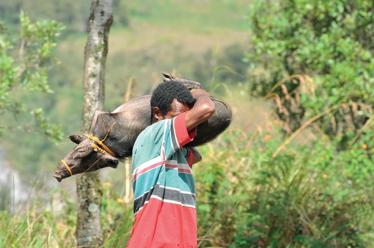 cư dân thung lũng Baliem, Indonesia cư dân thung lũng Baliem, Indonesia