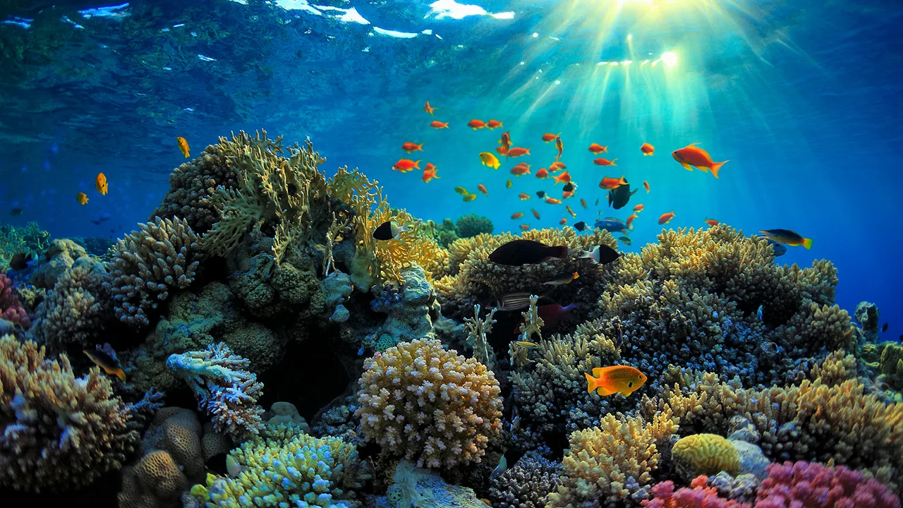 du lịch biển-great barrier reef