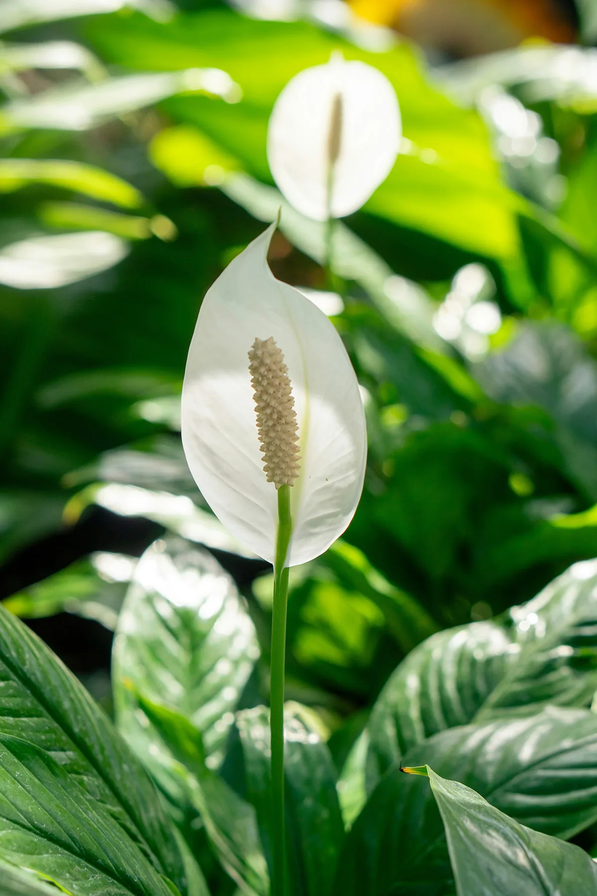 cây cảnh phòng ngủ