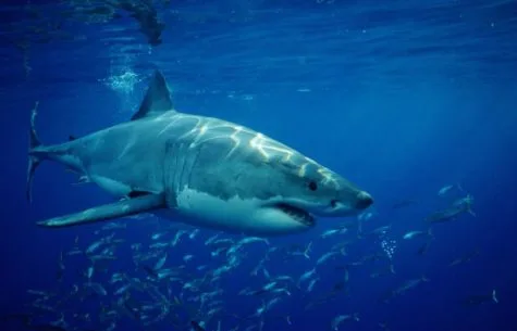 Guadalupe, Mexico