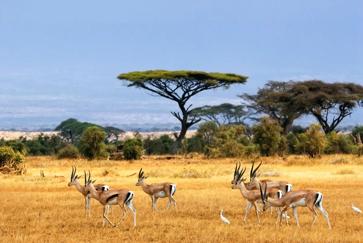dia diem du lich _ safari _ elleman12