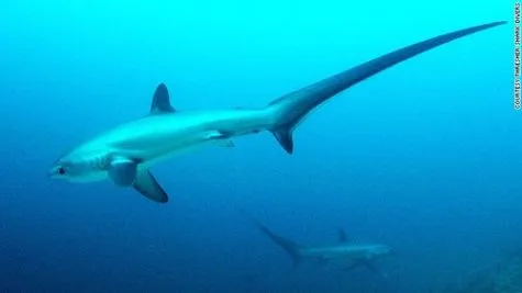 Malapascua, Philippines