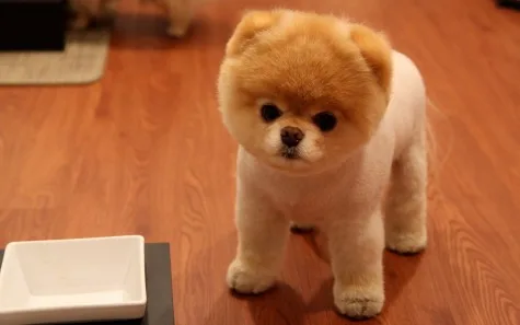 Những chú chó Pomeranian luôn được yêu chuộng bởi phái nữ bởi hình dáng dễ thương của chúng, nếu bạn sở hữu một em ắt hẳn nhiều cô sẽ vay xung quanh bạn lắm đây!