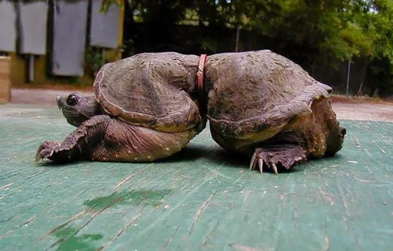 Bằng một cách thần kỳ nào đó, chú rùa đã sống sót dù bị chiếc vòng đỏ chắn ngang bụng. Chất độc da cam ư? Con người đang tạo ra chất độc thế kỷ. Ảnh: Whatz Viral