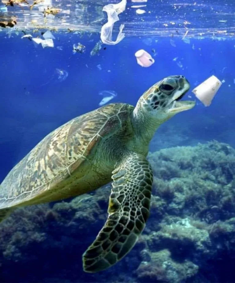 Nếu không bảo vệ môi trường thì sẽ còn bao nhiêu động vật biển bị tuyệt chủng? Ảnh: Whatz Viral