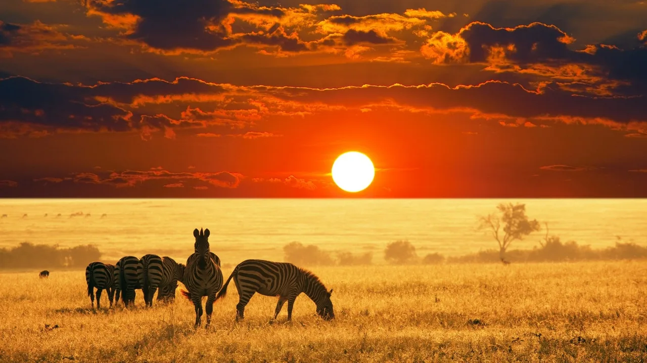 dia diem du lich _ safari _ elleman11