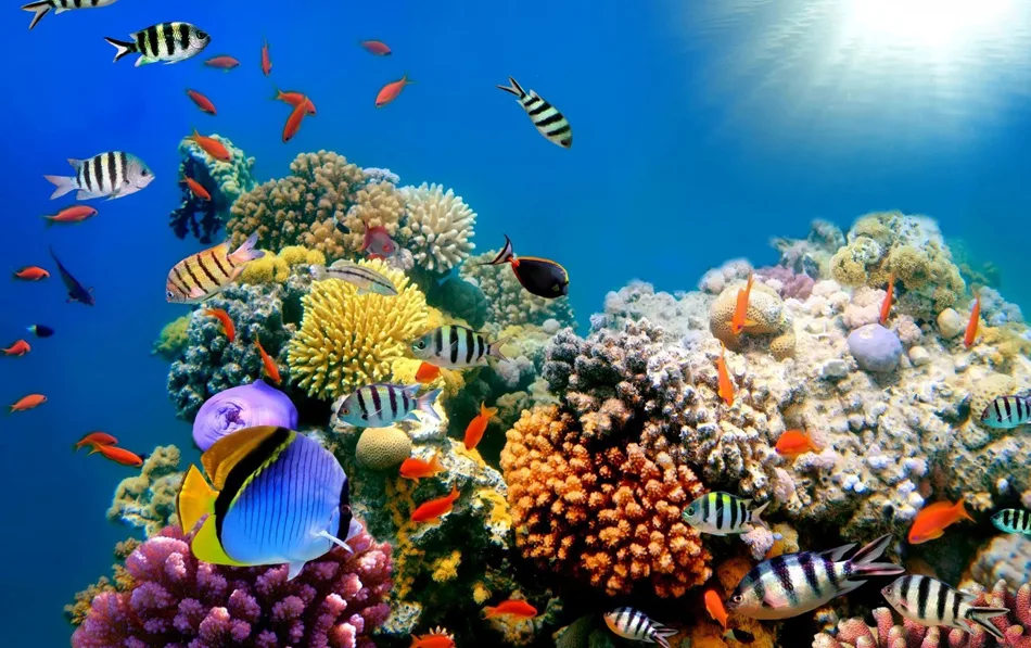 Togean _ elleman7