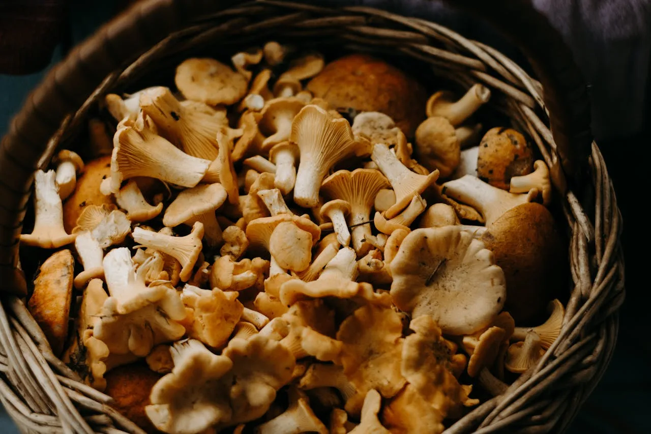 mùa đông