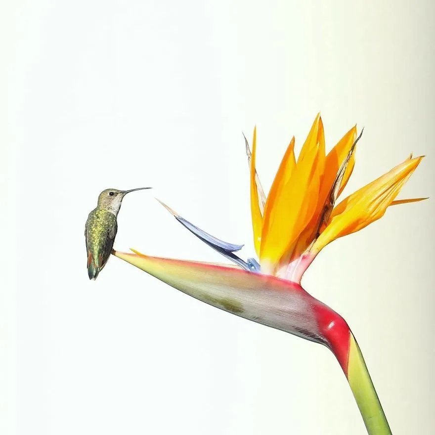 anh dong vat - elle man 9