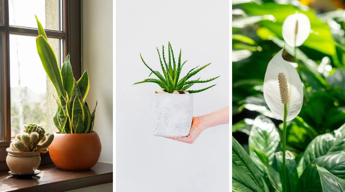 9 loại cây cảnh tốt cho sức khỏe có thể đặt trong phòng ngủ