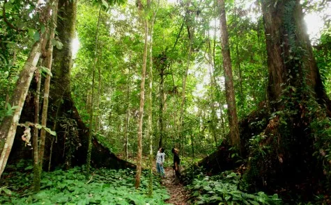 dia diem du lich Borneo Jungle dia diem du lich Borneo Jungle
