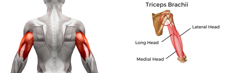 anatomy-cơ tam đầu-elleman-1119-barbend
