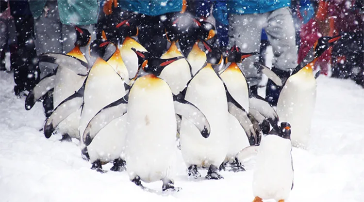 penguin-elle man-1119