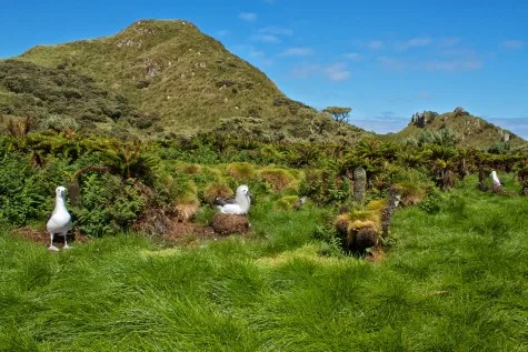 dia diem du lich sinh vat tren dao Tristan da Cunha dia diem du lich sinh vat tren dao Tristan da Cunha