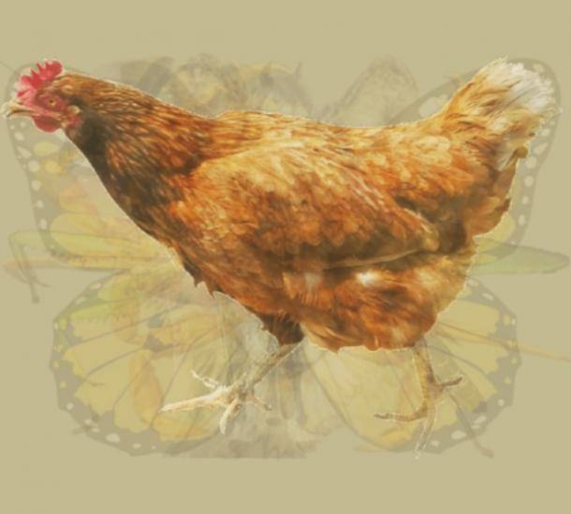 trắc nghiệm hình ảnh - con gà.