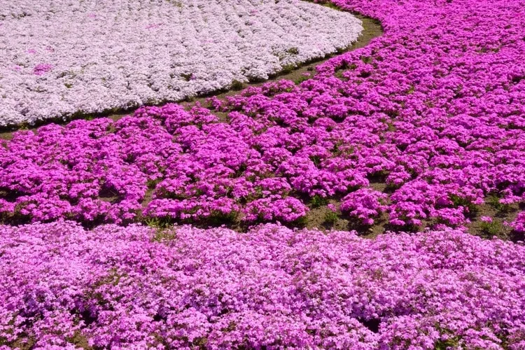 flower-nguoi nhat ban-elleman-1219