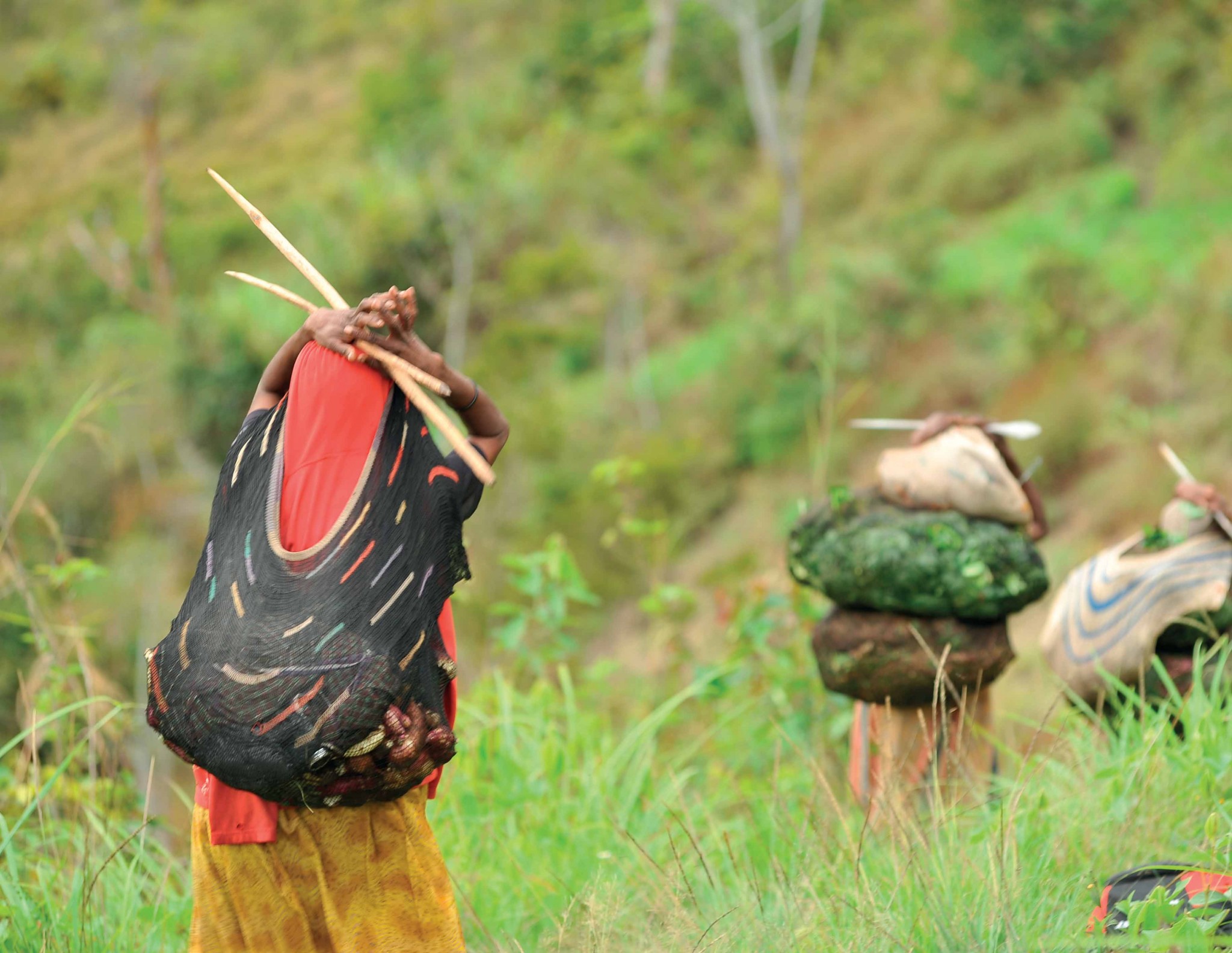Phụ nữ vùng Baliem dùng đầu gùi lương thực vượt núi. Phụ nữ vùng Baliem dùng đầu gùi lương thực vượt núi.