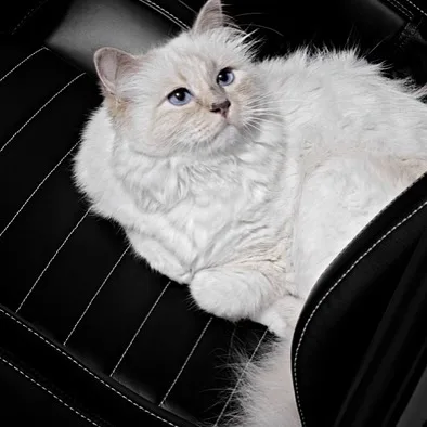 nha thiet ke karl lagerfeld - elle man - choupette (4)