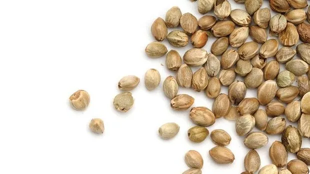 hạt cây gai dầu là thực phẩm chưa nhiều protein hạt cây gai dầu là thực phẩm chưa nhiều protein