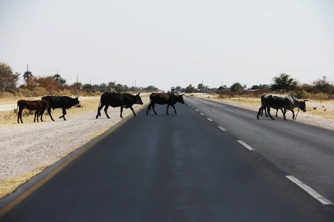 namibia - elle viet nam