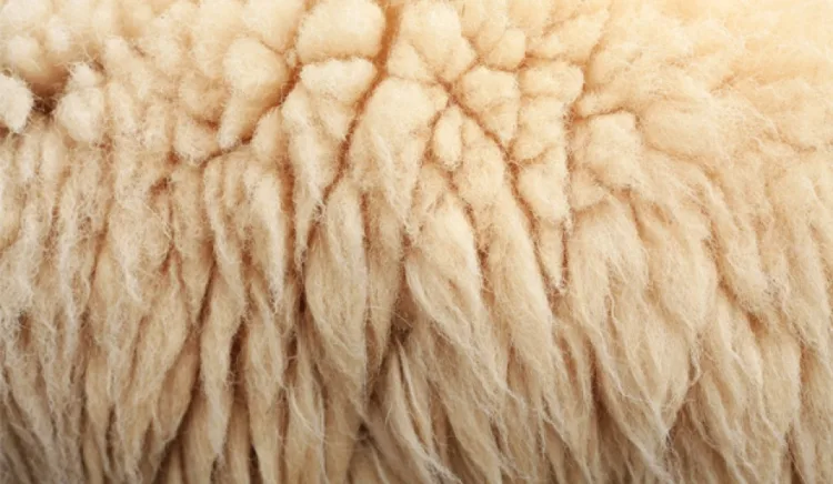 wool-chat lieu vai-elleman-1119
